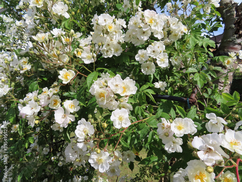 Wild rambling rose photo