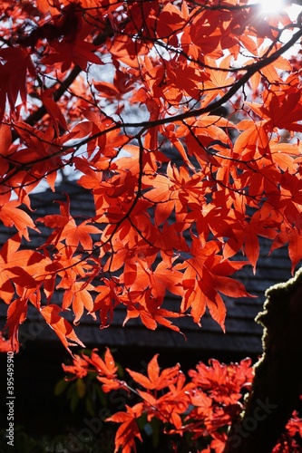 Sunlight through red japanese maple leaves