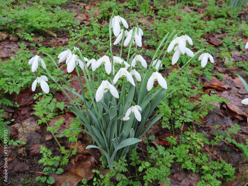 snowdrops in the forest