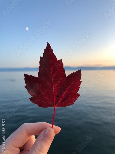 Red maple leaf at ocean sunset