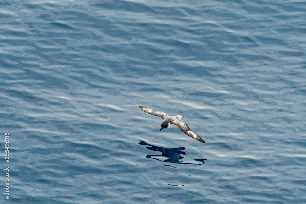 Cape Petrel (Daption capense) in South Atlantic Ocean, Southern Ocean, Antarctica Cape Petrel (Daption capense) in South Atlantic Ocean, Southern Ocean, Antarctica
