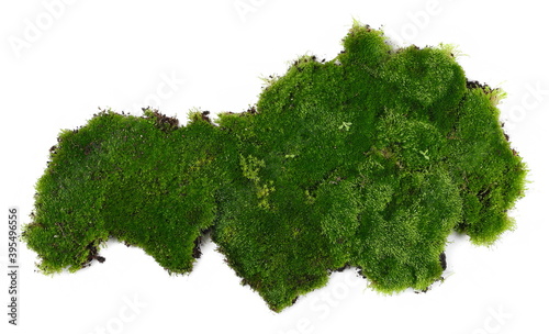 Fresh green moss isolated on white background and texture, top view photo