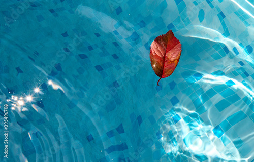 Hoja roja de Pruno, caida por el otoño sobre el agua azul y con reflejos brillantes del Sol, de una piscina con cuadros pequeños azules
 photo