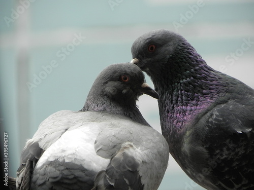 pigeons in the city