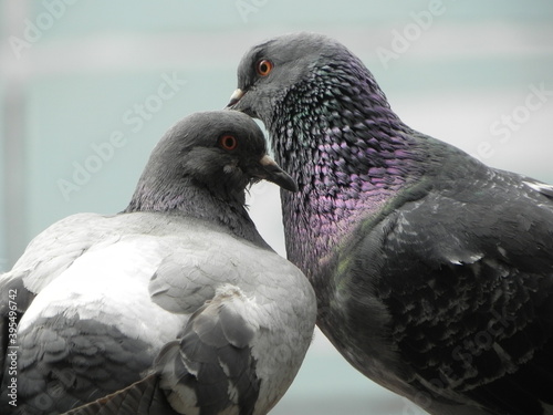 love pigeon