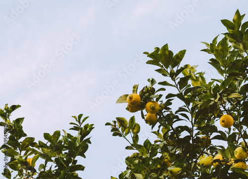Lemon tree close up on the streets of Lisbon photo