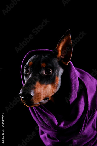 Doberman pinscher wears a beautiful purple scarf, one ear sticking out. Close up.