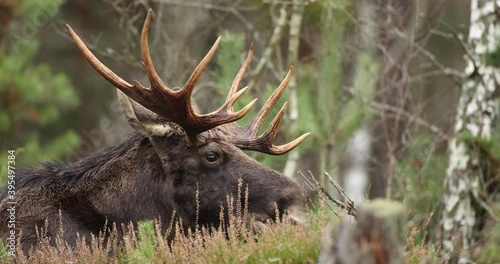 Bull moose in Biebrza national park photo
