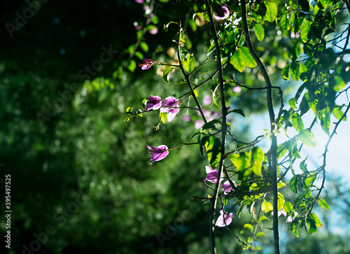Fotografia Vines of bougainvillea in the park