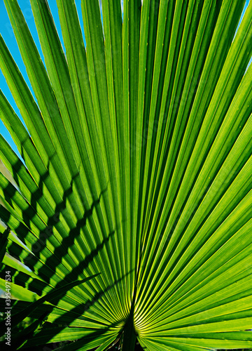 Tropical palm leaf with a shadow