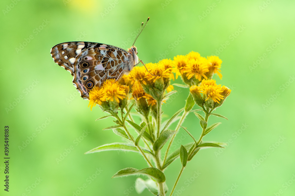 Obraz premium Butterfly Vanessa cardui collects nectar from on a summer day in the garden