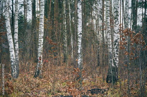 Fototapeta Naklejka Na Ścianę i Meble -  jesienne brzozy