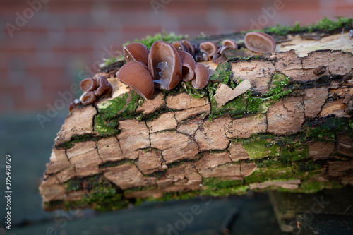 Holunderbaum Stamm morsch mit Pilz photo