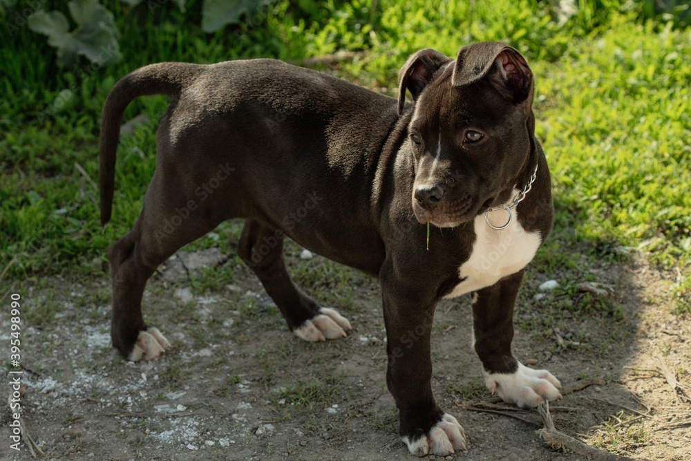 Obraz premium american staffordshire terrier
