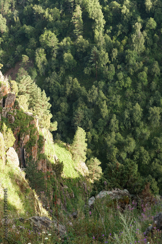 View of Caucasian pines Pinus kochiana on high-mountainous plateau Dzhily-Su photo