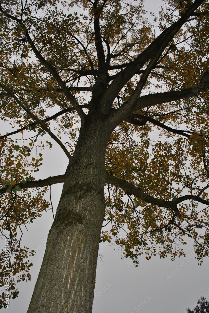 tree in autumn