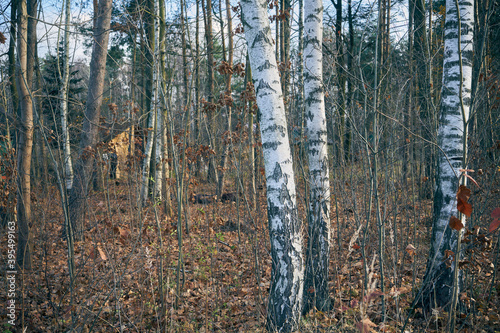 Fototapeta Naklejka Na Ścianę i Meble -  jesienne brzozy