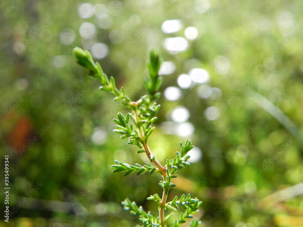 leaves leaves