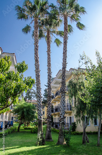 Palm trees in the park © Elena