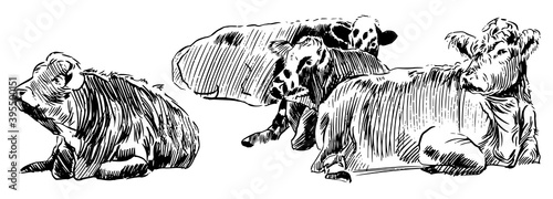 Cows lying down on meadow Hand drawn in a sketch style black and white graphic vector illustration