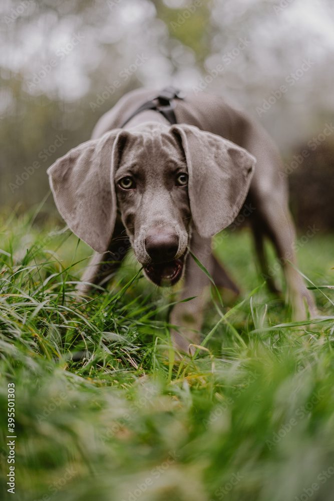 Braco de weimar, puppy weimaraner in the middle of the field, looking directly at the camera