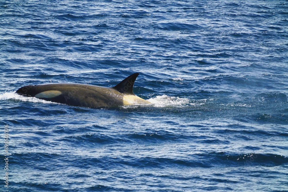 Fototapeta premium This killer whale can see his dorsal fin.