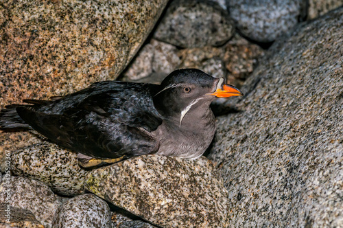 Rhinoceros Auklet (Cerorhinca monocerata) at Chowiet Island, Semidi Islands, Alaska, USA photo