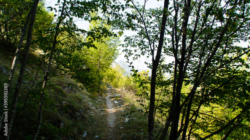 Fototapeta Naklejka Na Ścianę i Meble -  Vegetazione lungo il sentiero di montagna nelle marche