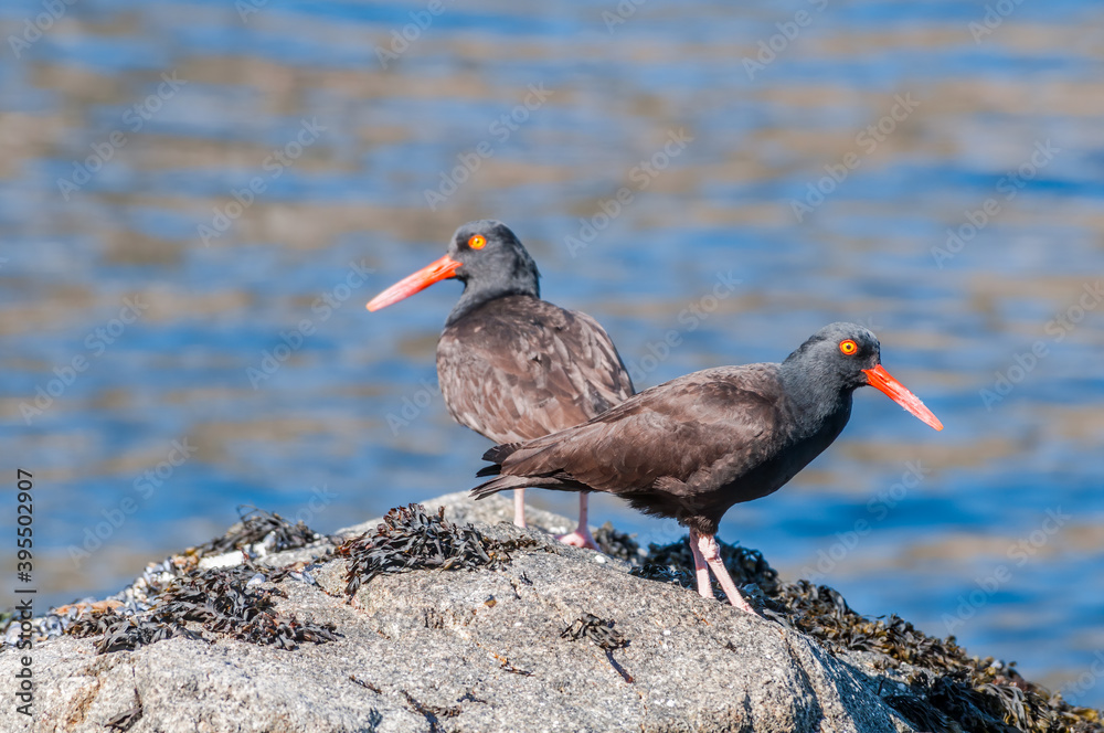 Black Oystercatchers (Haematopus bachmani) at Chowiet Island, Semidi Islands, Alaska, USA Black Oystercatchers (Haematopus bachmani) at Chowiet Island, Semidi Islands, Alaska, USA