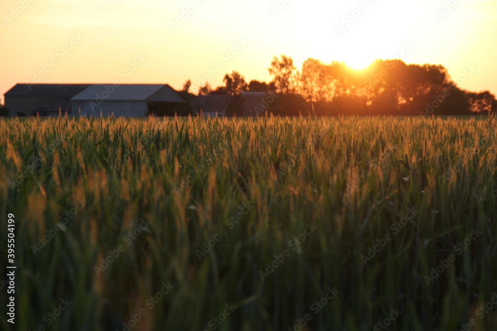 Coucher de soleil sur cham de blé en France