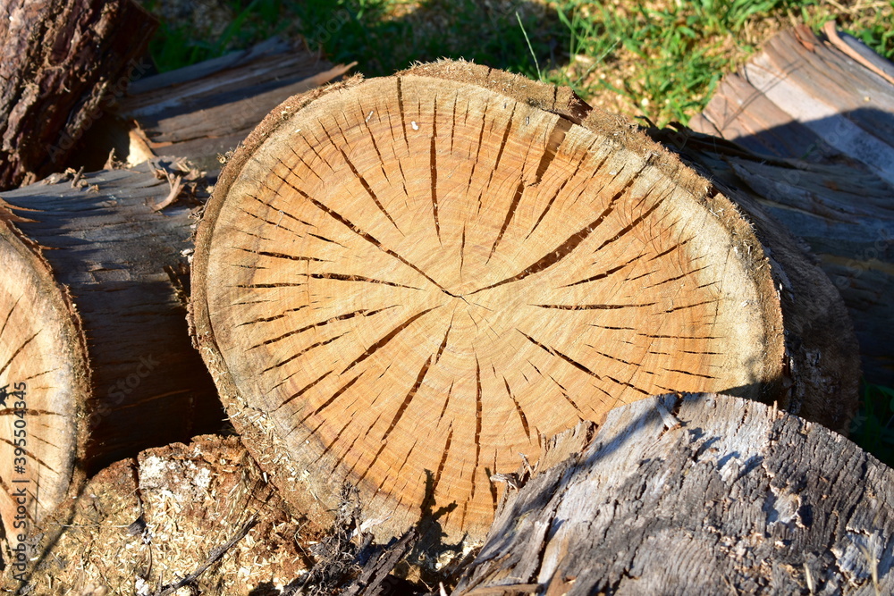 Pine tree cut wood background. Wood texture with sun light. Pine tree cut wood background. Wood texture with sun light.