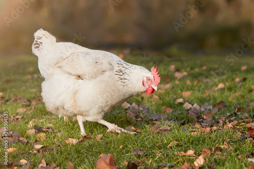 White Sussex chicken in the garden
