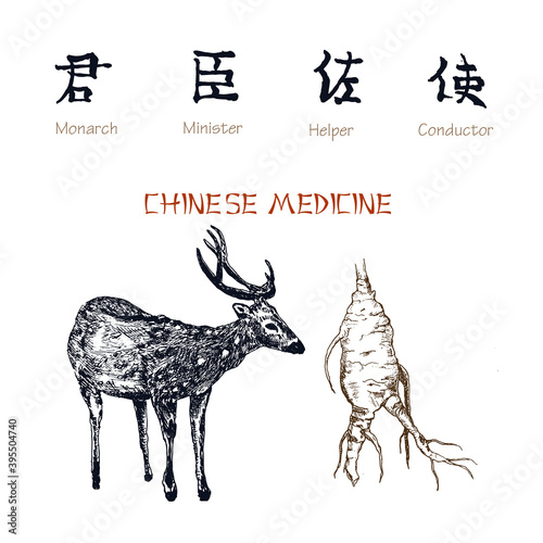 Chinese medicine ink pen sketch isolated on white background. Chinese medical deer antlers and ginseng root. Medical plants and animals in China medication.