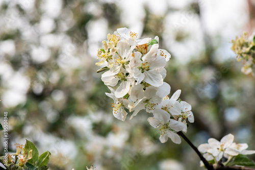 Nice spring time apple tree branch with white flowers blossom macro