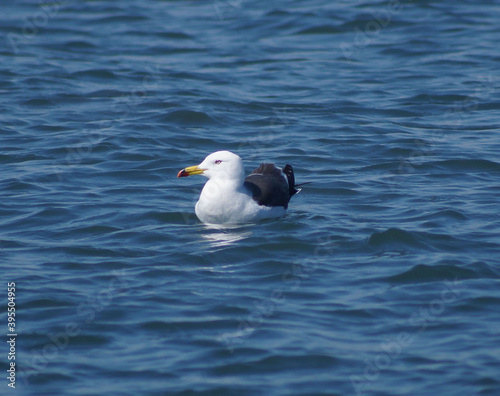 seagull on the sea 