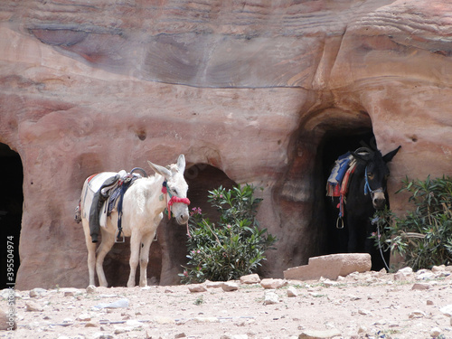 Jordania pustynia Petra miasto