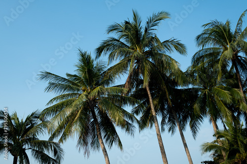 nice tropical with blue sky  palms tree  green leave  
