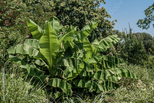 Japanese Banana (Musa basjoo) in park, Abkhazia photo