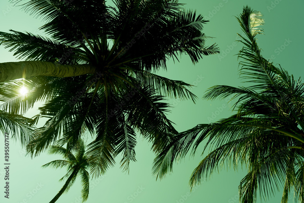 Fototapeta premium nice tropical with blue sky, palms tree, green leave 