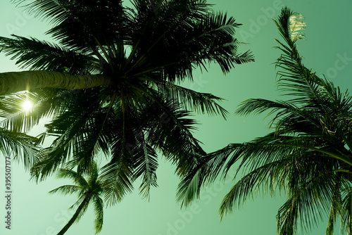 nice tropical with blue sky, palms tree, green leave   © waranyu