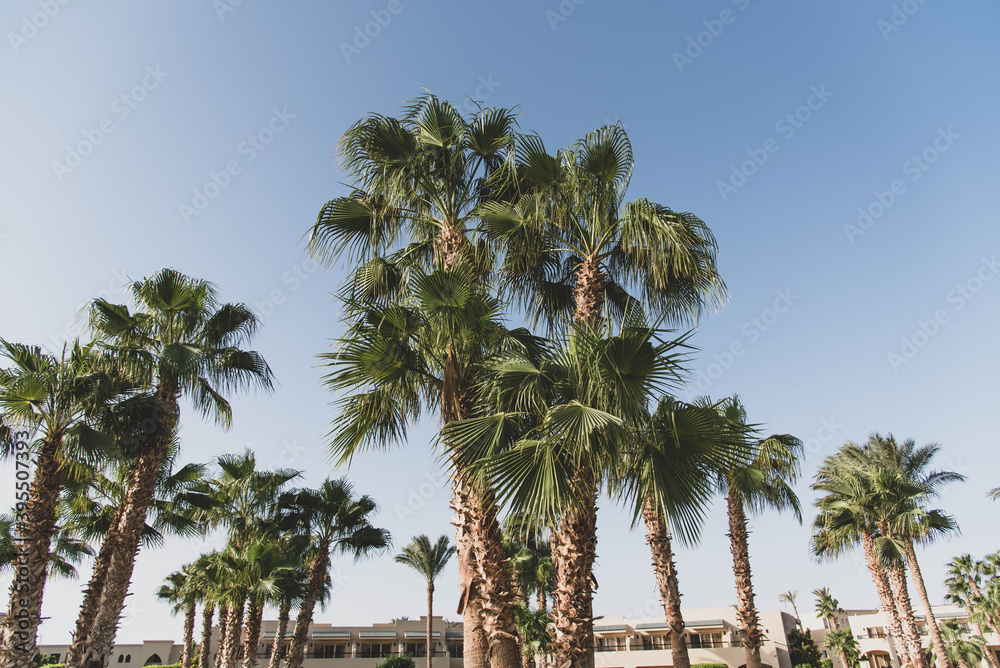 Palm trees on the beautiful beach sky background.