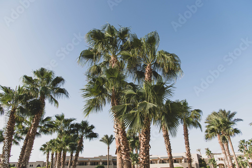 Palm trees on the beautiful beach sky background. © MartaKlos