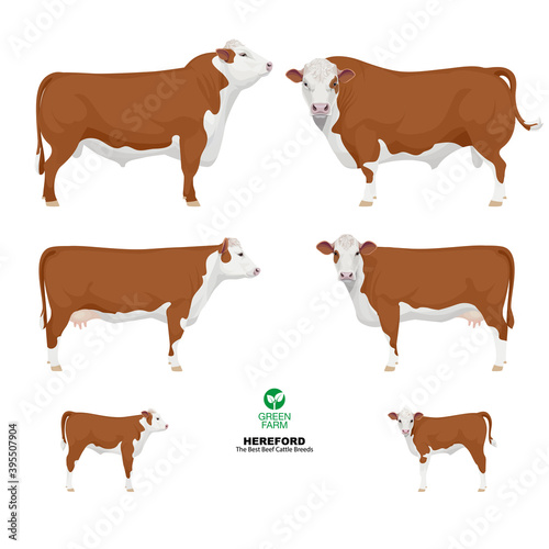 Hereford - The Best Beef Cattle Breeds. Set Bull, Cow, Calf. Farm animals. Vector Illustration.