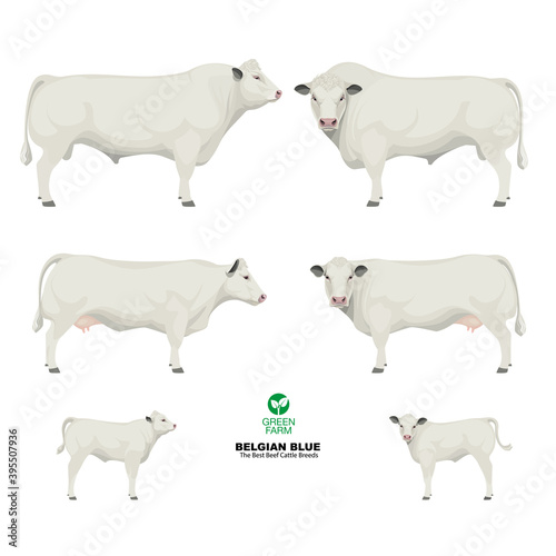 Belgian Blue - The Best Beef Cattle Breeds. Set Bull, Cow, Calf. Farm animals. Vector Illustration.