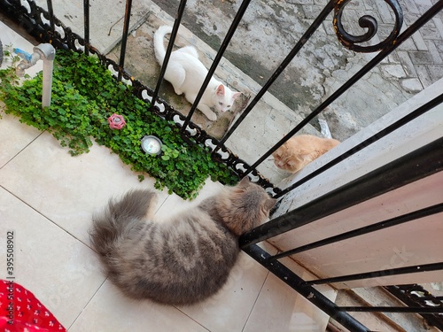 two male cats want to mate