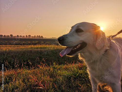 golden retriever in the sunset