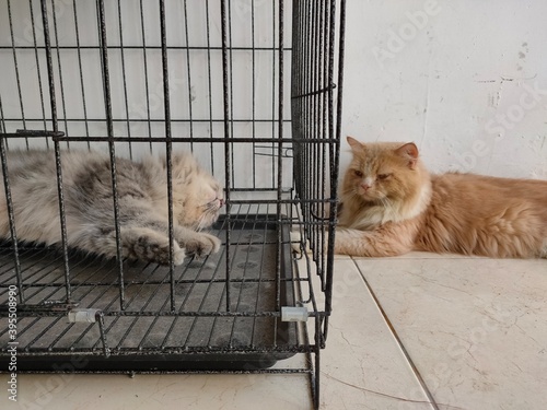 male cat waiting for female cat outside the cage