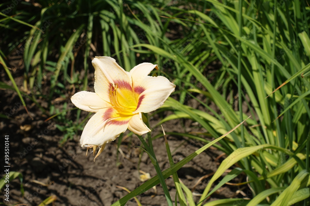 Fototapeta premium Single beige and purple flower of daylily in June