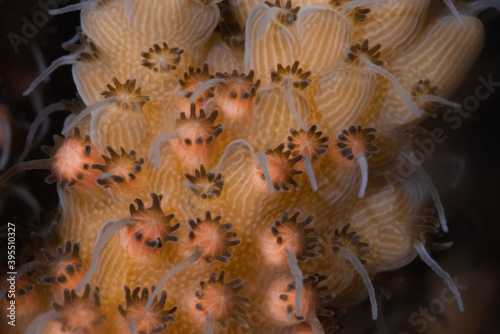 Foto Egg-sperm bundles before spawning of Acropora tenuis