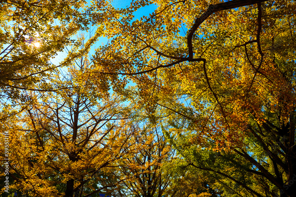 秋 紅葉 銀杏 イチョウ 空 イエロー 秋 紅葉 銀杏 イチョウ 空 イエロー